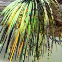 Custom Jig Skirt - Yellow Perch (2 Pack)